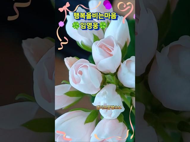 #김용빈 #행복을비는마음 #엠마프론뱅츠보제라늄