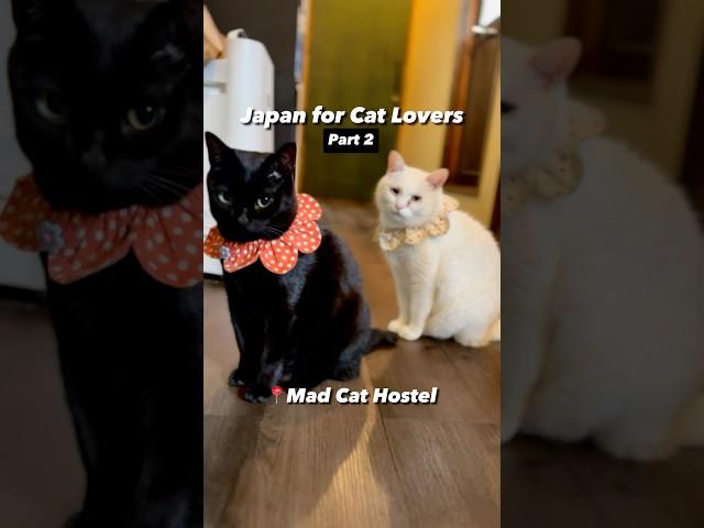 Japan for Cat Lovers PART 2 #japantravel #catlovers