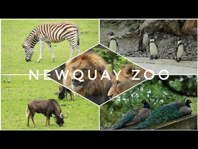 Newquay Zoo | Cornwall series