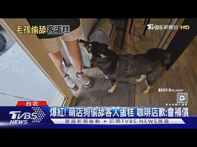 爆紅! 萌店狗偷舔客人蛋糕 咖啡店歉:會補償｜TVBS新聞 @TVBSNEWS01