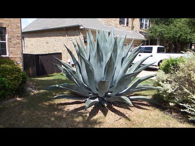 How to care for an agave plant and help it grow huge!