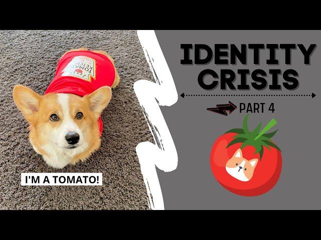 Talking Dog Thinks He is a TOMATO! #shorts #corgi