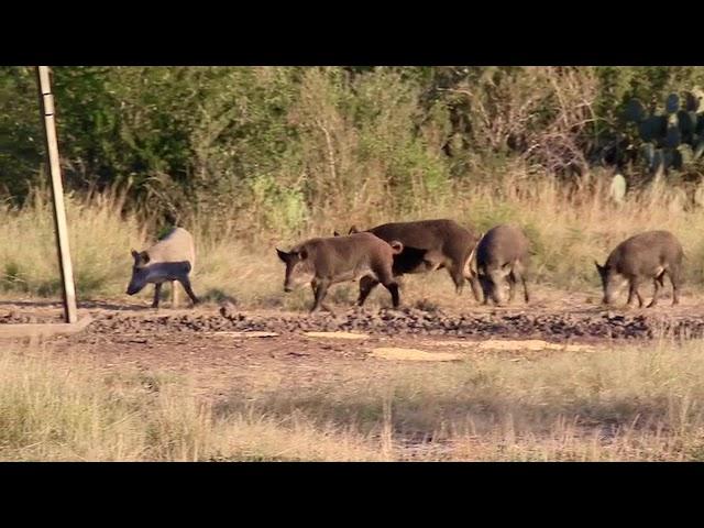 Barnes TTSX .308 130 TTSX Feral Pig