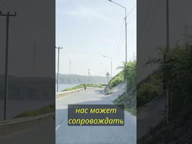 Почему Сочи это курорт, а Владивосток - нет. #shorts