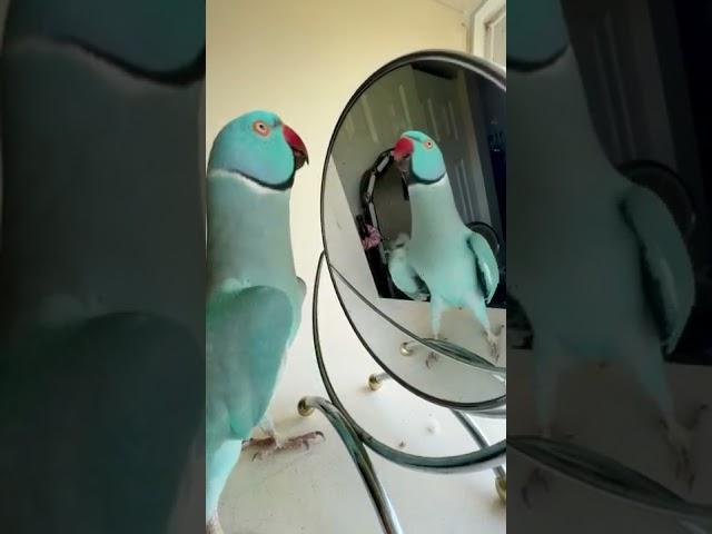 You be a good baby #parrot #thebluechicken #talkingparrot #indianringneck #funnyanimals #cutepets