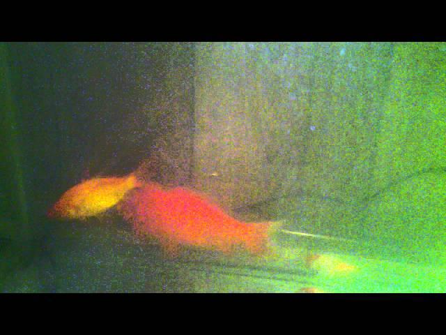Pond fisheez inside