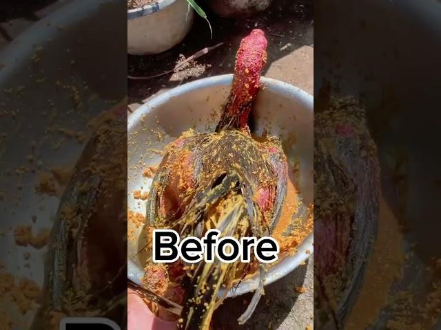 After 10 minutes #aseelmurga #myfarmupdateaseel #chicken #aseelmurgafarm #allpetstv #aseelhenfarm