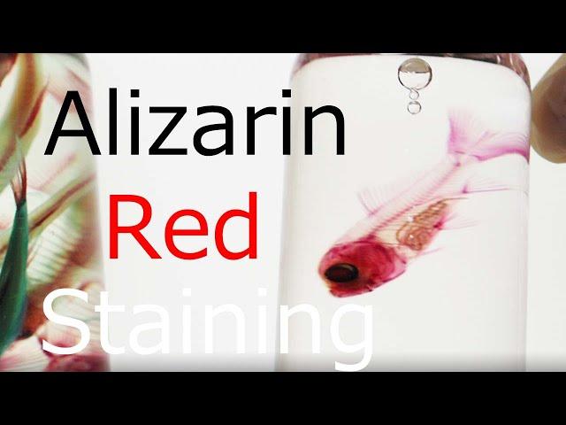 透明標本02：Brief introduction of alizarin red staining: 2020-11-30