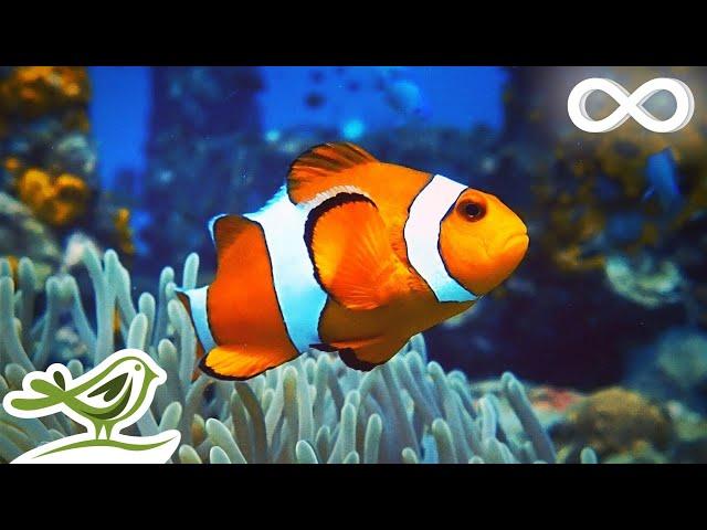 Calm Marimba Music & Water Sounds in Aquarium • Sleep, Relax, Spa, Yoga, Zen Meditation