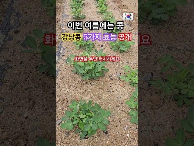 이번 여름에 콩을 심었어요 강낭콩의 효능 5가지를 공개 #healing #건강정보