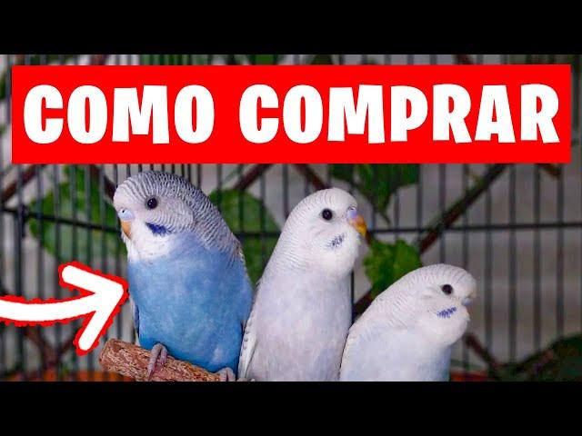 ¿COMO COMPRAR PERIQUITOS?