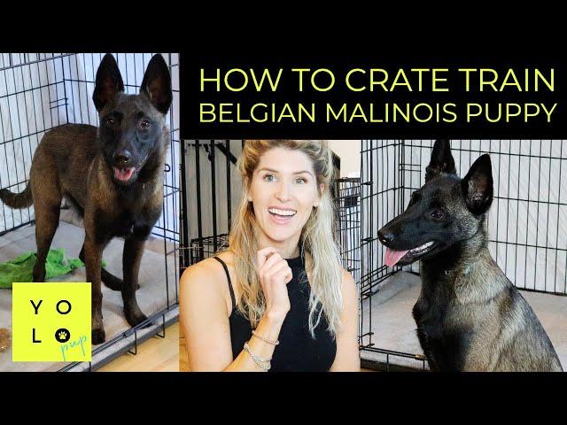 HOW TO CRATE TRAIN YOUR BELGIAN MALINOIS PUPPY | MY PUPPY WON'T STOP CRYING IN NEW CRATE