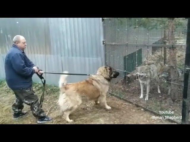 Caucasian Ovcharka vs Wolf test