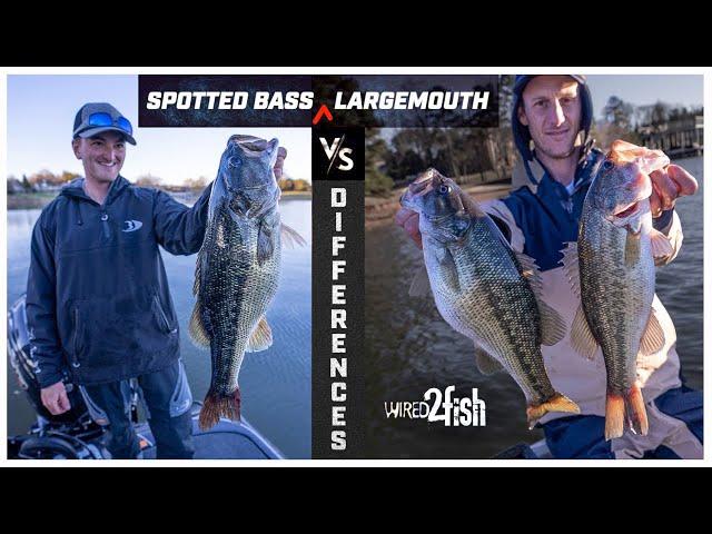 Spotted Bass vs Largemouth | 4 Key Differences