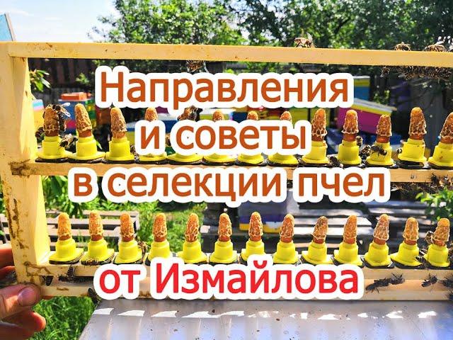 Направления и советы в селекции пчел от Измайлова