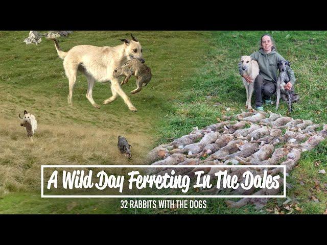 A Wild Day Ferreting In The Dales - 32 rabbits with the dogs