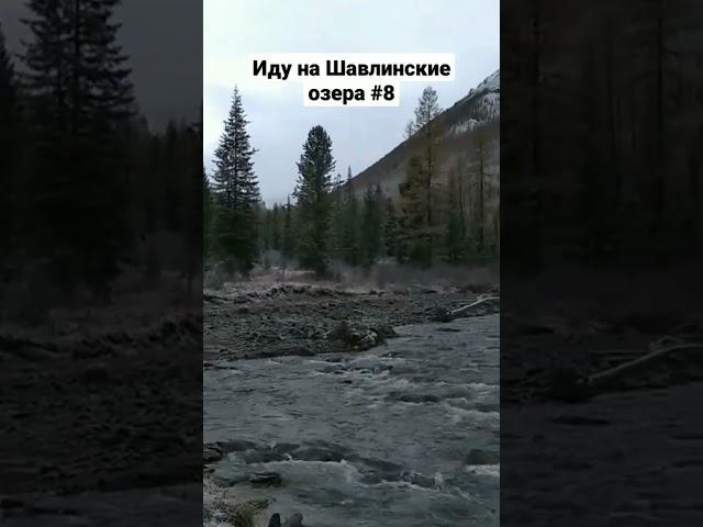 ️Стоянка на реке Шавла #алтай #тайга #горы #лес #сибирь #походы #туризм #trekking #bushcraft