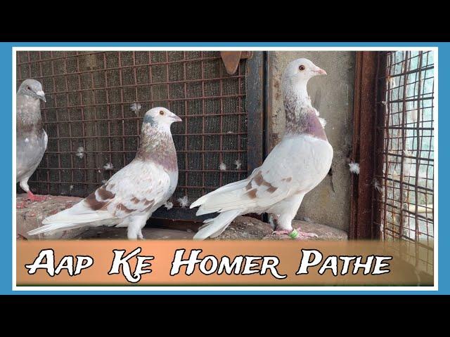 Home Patho Ka shok | X Fighter Birds