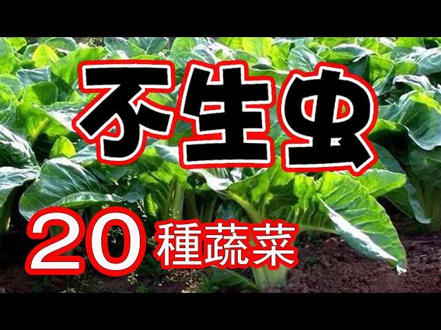 不生蟲的20種蔬菜，再也不用擔心蟲子的破壞了，新手也可以種得很好，全部是實際種植經驗分享 20 Edible Plants in My Garden Repel Pests Naturally