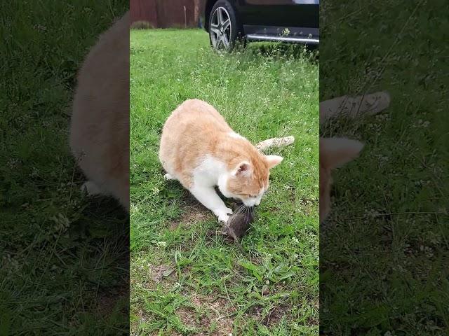 Котик  поймал мышь, слабонервным и чувствительным не смотреть.