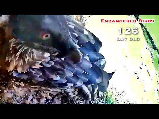 #271Bearded Vulture Nest／Nestflix Live Stream️Endangered bird species the Southern Bearded Vulture