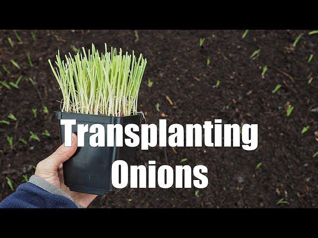 Transplanting Onions