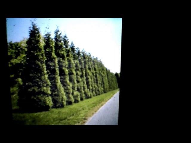 PM MUSIC- Evergreen