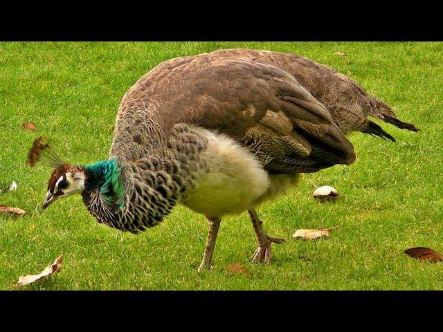 Peacock Female on Display - Peahen Bird