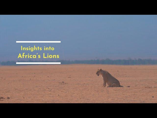 The Majestic African Lion: King of the Savannah | Wildlife Documentary & Facts