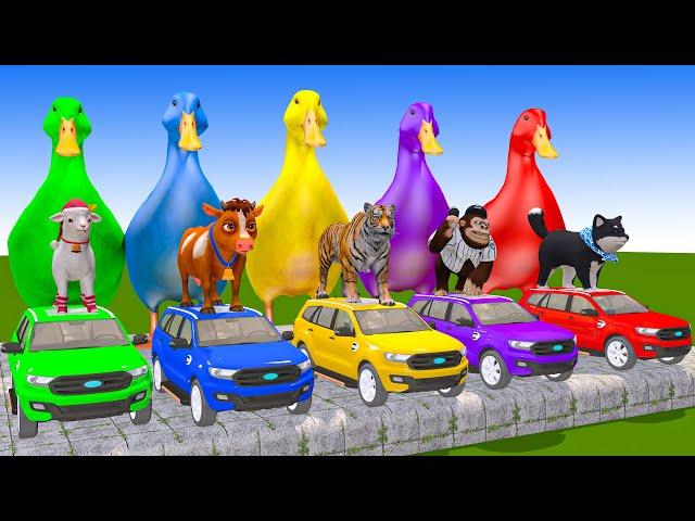 5 Giant Duck Cartoon,Cow,Tiger,Elephant,Sheep,Monkey Paint Wild Animals Crossing Fountain Animation