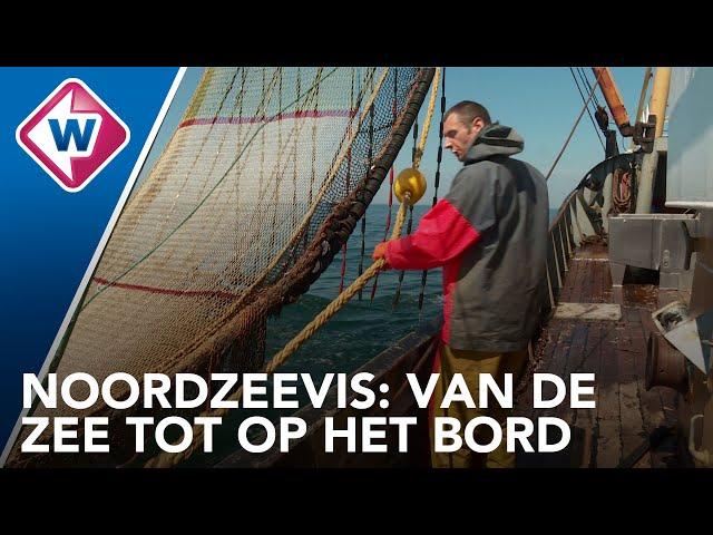 Noordzeevis: van de zee tot op het bord