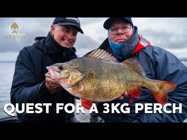 Fishing for World´s Biggest Perch | Westin Fishing