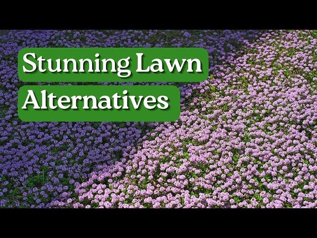 10 Lawn Alternatives to Grass - Low Maintenance,  Eco-friendly Ideas | Aussie Green Thumb