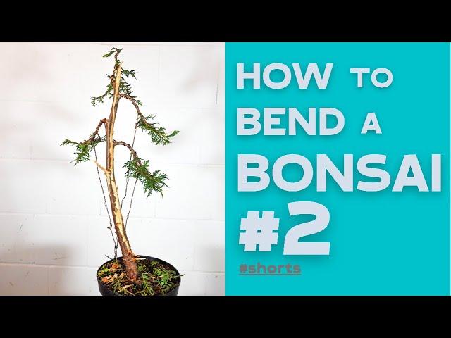 How to bend a Bonsai #2 - Thuja Occidentalis | Bonsaifly #shorts