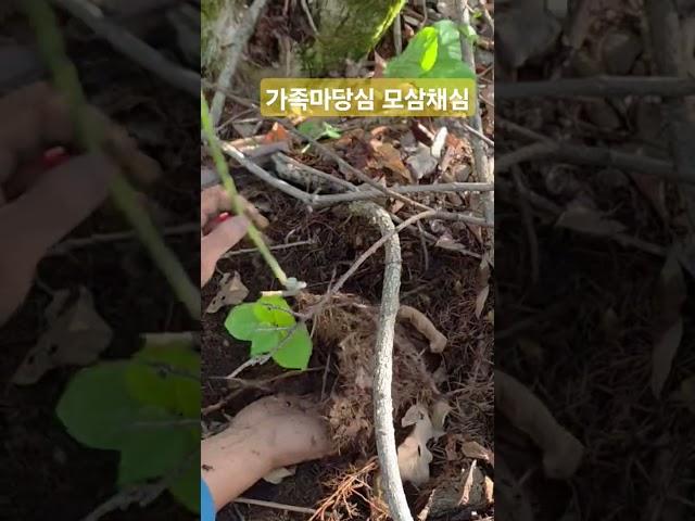 가족마당심 므삼채심