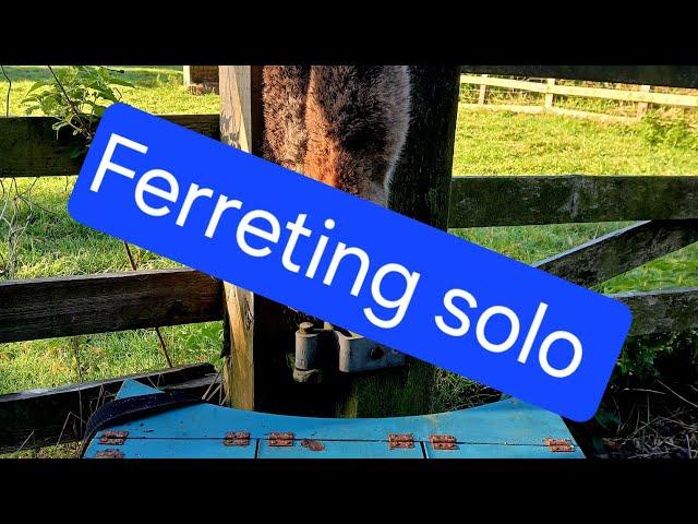 Ferreting solo