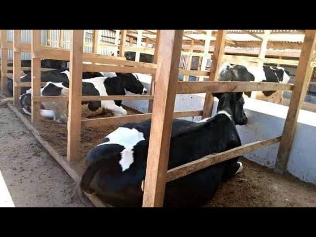 Dairy Farming in Kenya.   40 Litres Per day with Paddock Grazing System. Step by Step Guide.