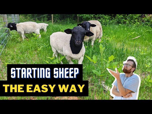 Why I Don't Recommend Raising Sheep. Instead...