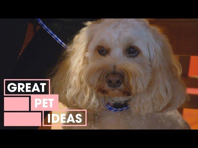 The Timid Spoodle | Pets | Great Home Ideas