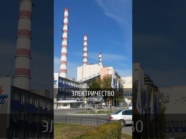 В Кишиневе умерло 100 туй из-за местных ТЭЦ