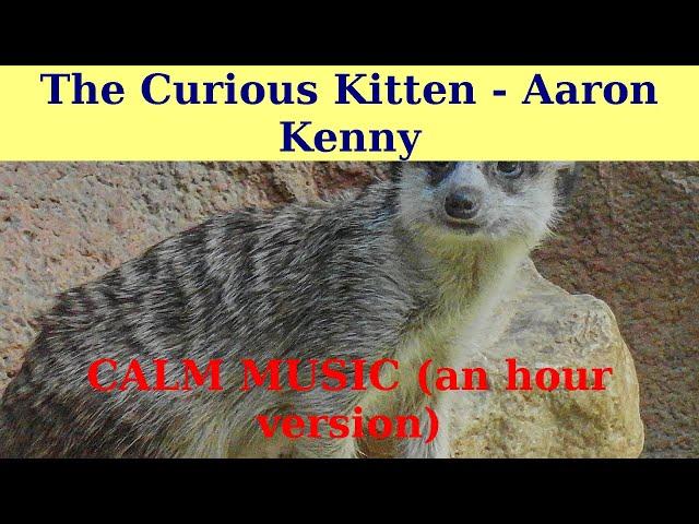 CALM MUSIC. || The Curious Kitten by Aaron Kenny. || An hour version.