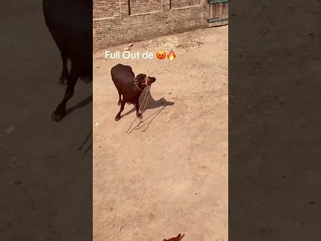 TikTok funny video  tutigul vines pashto funny PK vines Tang vines