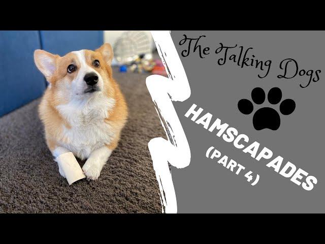 Corgis scheme to hide brush from Dad | Hammy and Olivia