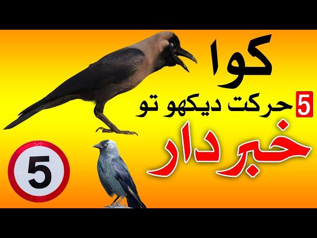 5 adat kawa Ki Dekho to Khabardar Crow | Mehrban Ali