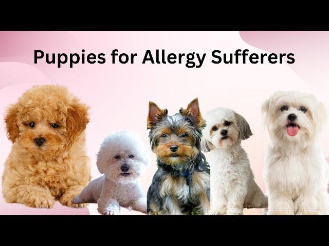 7 Most Popular Puppies for Allergy Sufferer / PawPal