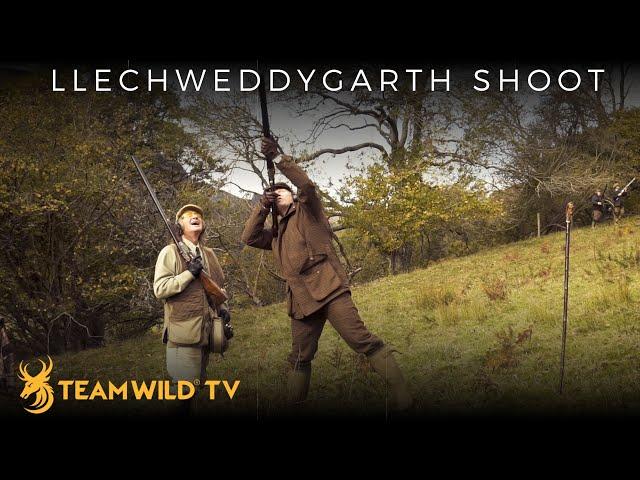 High Pheasant Shooting at Llechweddygarth in Wales with Ian Harford