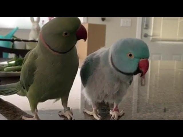 Parrots incredibly talk to one other like humans