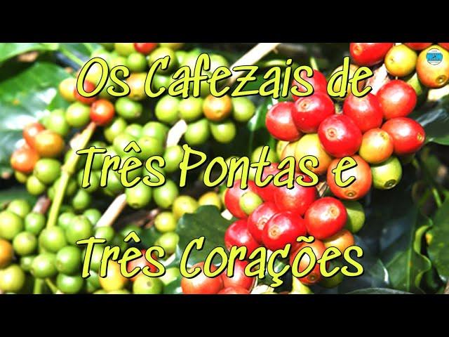 OS CAFEZAIS DE TRÊS PONTAS E TRÊS CORAÇÕES