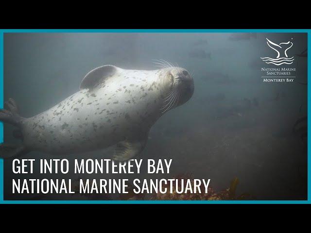 Get Into Monterey Bay National Marine Sanctuary