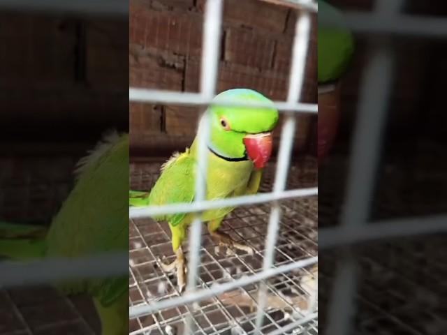 My Handtame Ringneck Parrot male #handtameparrot #ringneckparrot #viral #sarfaraztaimoor